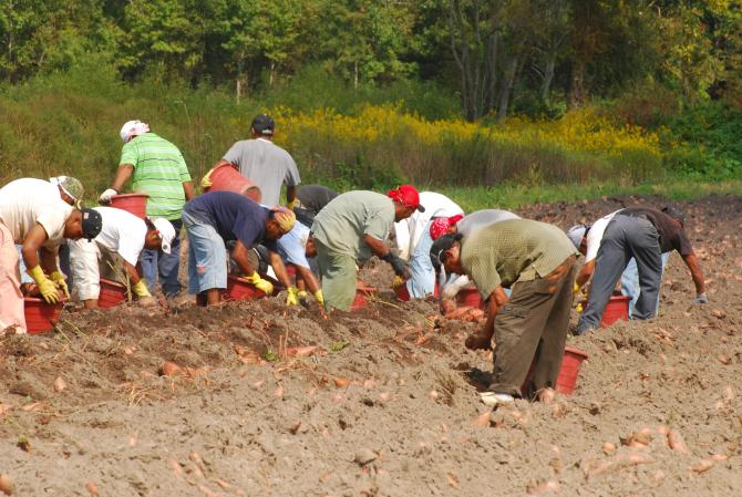 Harvesting Sweet Potatoes