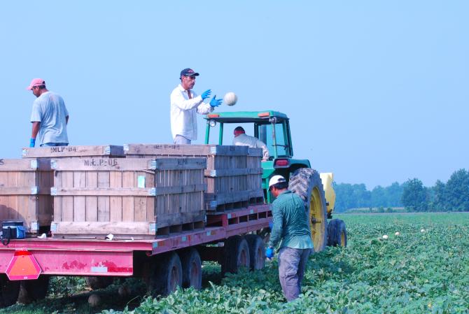 Melon Harvest