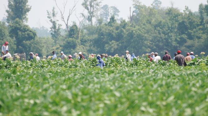 Farmworkers in the Field