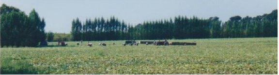 Migrant farmworkers in the field