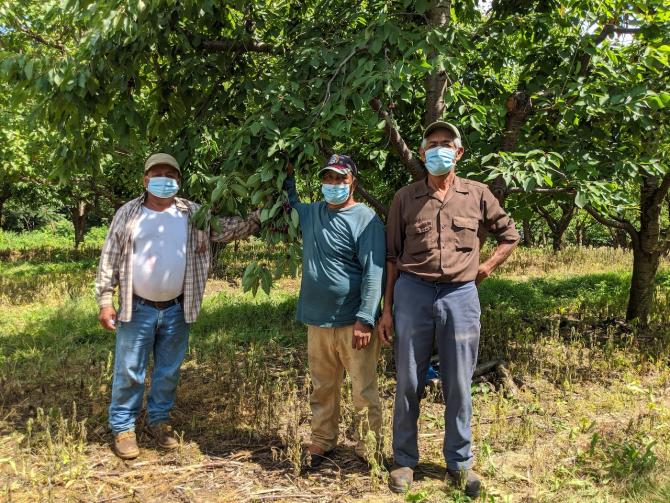 Agricultural Workers in the Cherry Orchard